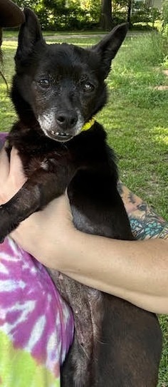 Huliee, an adoptable Schipperke, Chihuahua in College Station, TX, 77845 | Photo Image 1