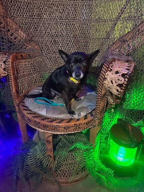 Huliee, an adoptable Schipperke, Chihuahua in College Station, TX, 77845 | Photo Image 2
