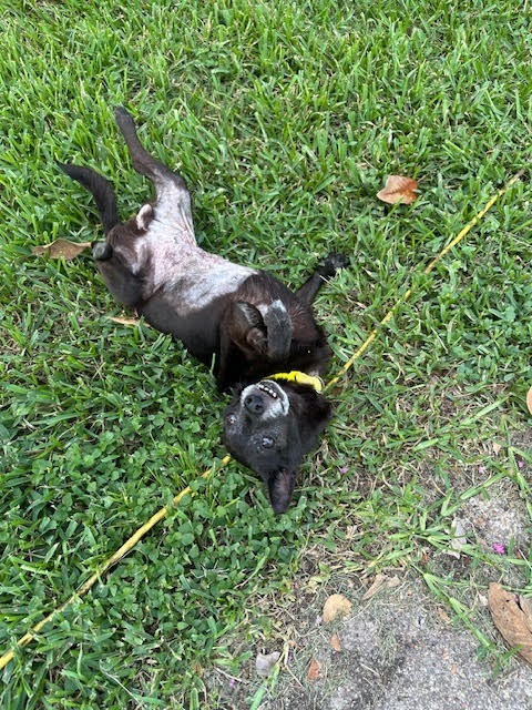 Huliee, an adoptable Schipperke, Chihuahua in College Station, TX, 77845 | Photo Image 3