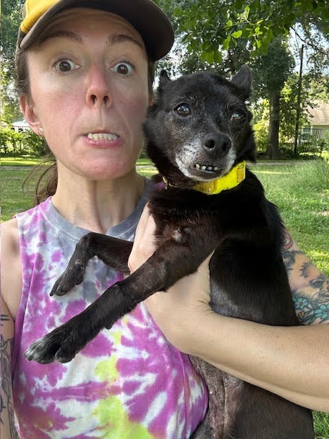 Huliee, an adoptable Schipperke, Chihuahua in College Station, TX, 77845 | Photo Image 4