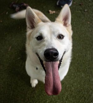 Max Krypto Siberian Husky Dog