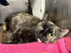 Suki Domestic Short Hair Cat