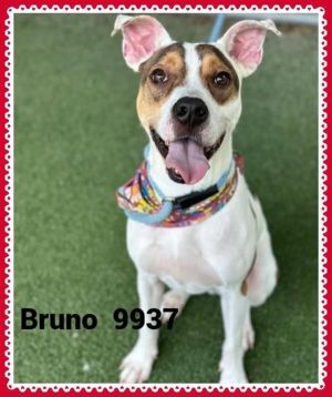 Primary Color White Secondary Color Brown Weight 42lbs Age 3yrs 2mths 2wks Animal has been Neute