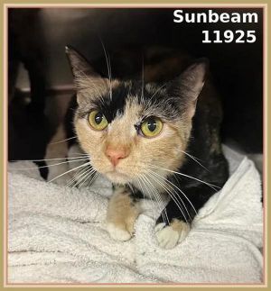 Primary Color Tortoiseshell Weight 8lbs Age 3yrs 0mths 1wks