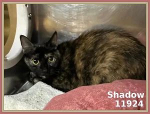 Primary Color Tortoiseshell Weight 7lbs Age 3yrs 0mths 1wks