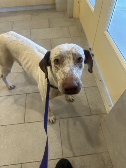 Dino, an adoptable Hound, Mixed Breed in Honolulu, HI, 96826 | Photo Image 1