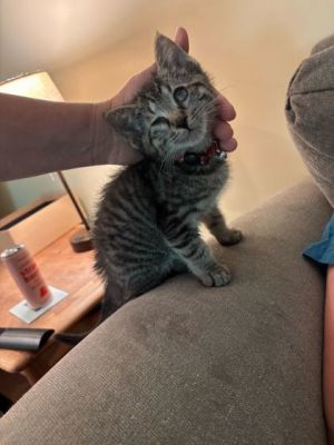 Kitty Steve Domestic Short Hair Cat