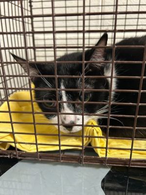 Bass American Shorthair Cat