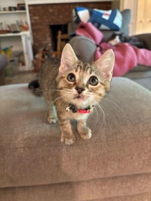 Ender Pearl Domestic Short Hair Cat