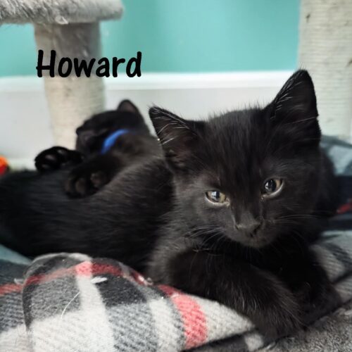 Howard