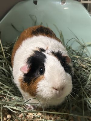 Luna, Adult Female unknown