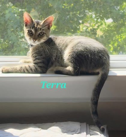 Terra