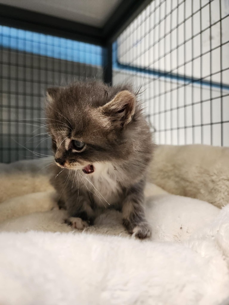 Aari, an adoptable Domestic Medium Hair in Gold Beach, OR, 97444 | Photo Image 1
