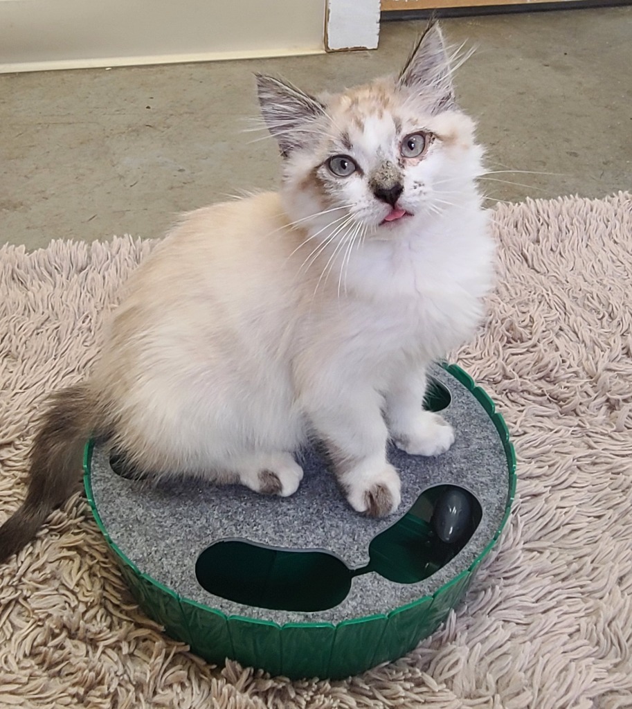 Catlin Clark, an adoptable Ragdoll in Gold Beach, OR, 97444 | Photo Image 1