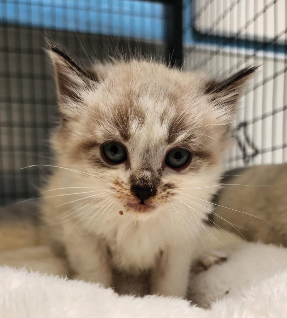 Catlin Clark, an adoptable Ragdoll in Gold Beach, OR, 97444 | Photo Image 2