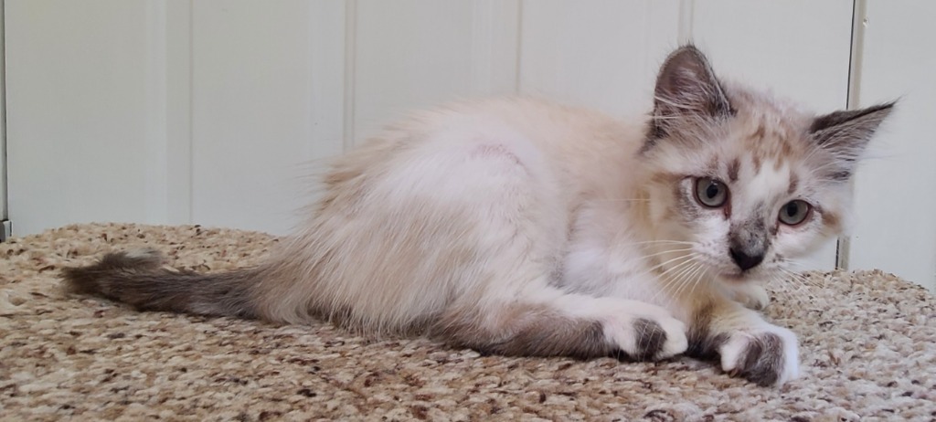 Catlin Clark, an adoptable Ragdoll in Gold Beach, OR, 97444 | Photo Image 3
