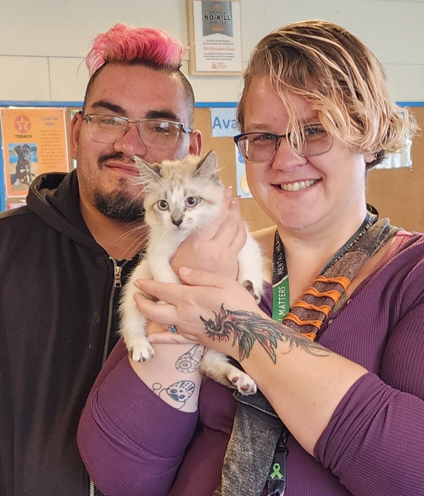 Catlin Clark, an adoptable Ragdoll in Gold Beach, OR, 97444 | Photo Image 4