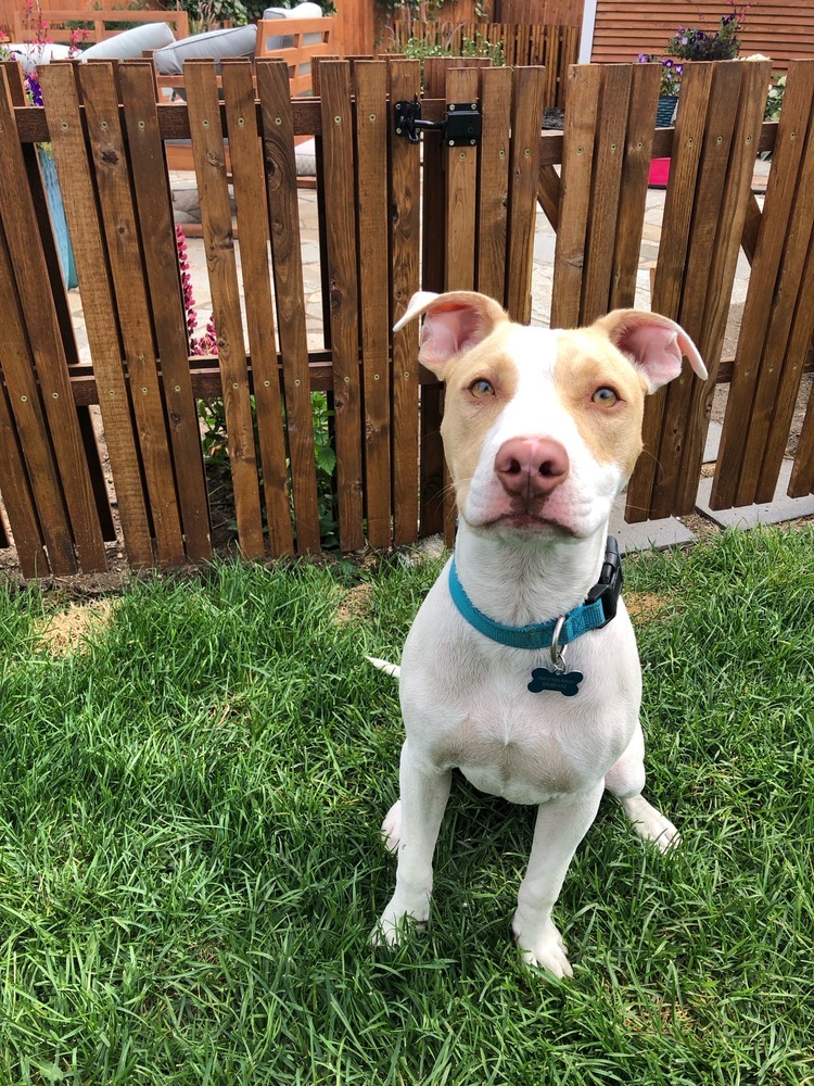 Roulette, an adoptable Pit Bull Terrier in Spokane, WA, 99207 | Photo Image 1