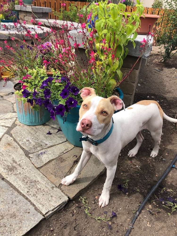 Roulette, an adoptable Pit Bull Terrier in Spokane, WA, 99207 | Photo Image 3