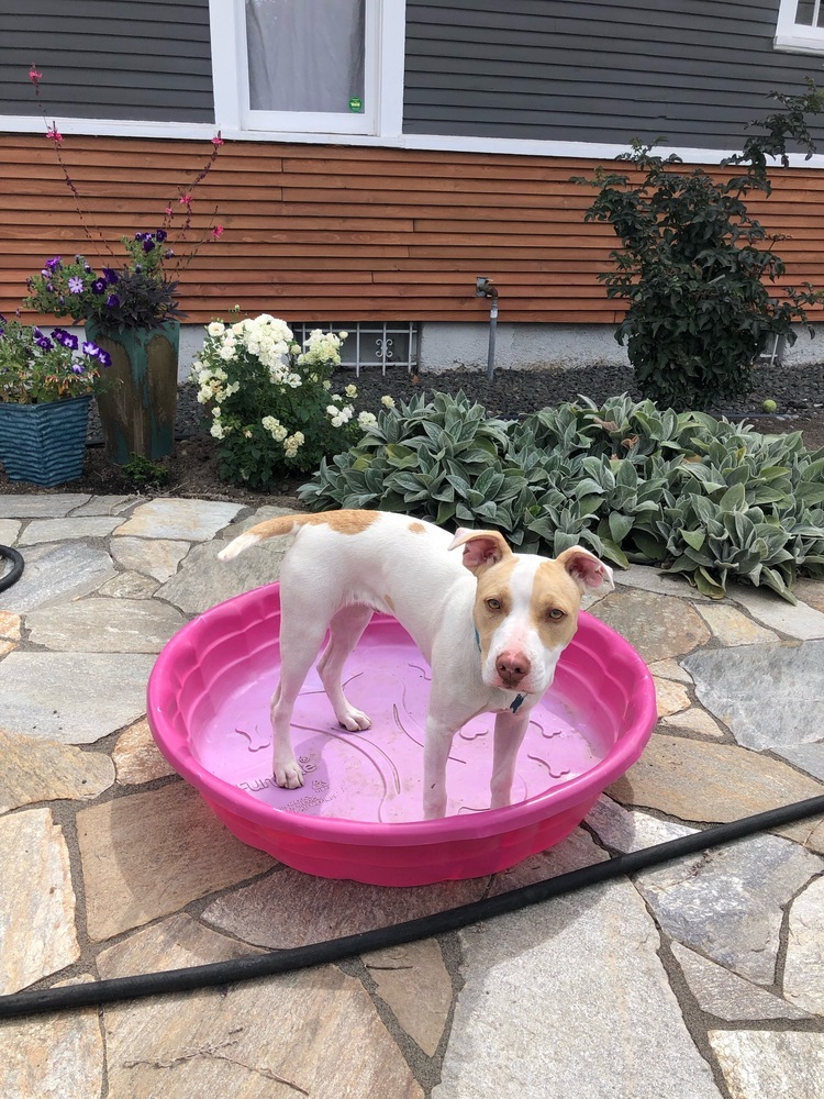 Roulette, an adoptable Pit Bull Terrier in Spokane, WA, 99207 | Photo Image 5