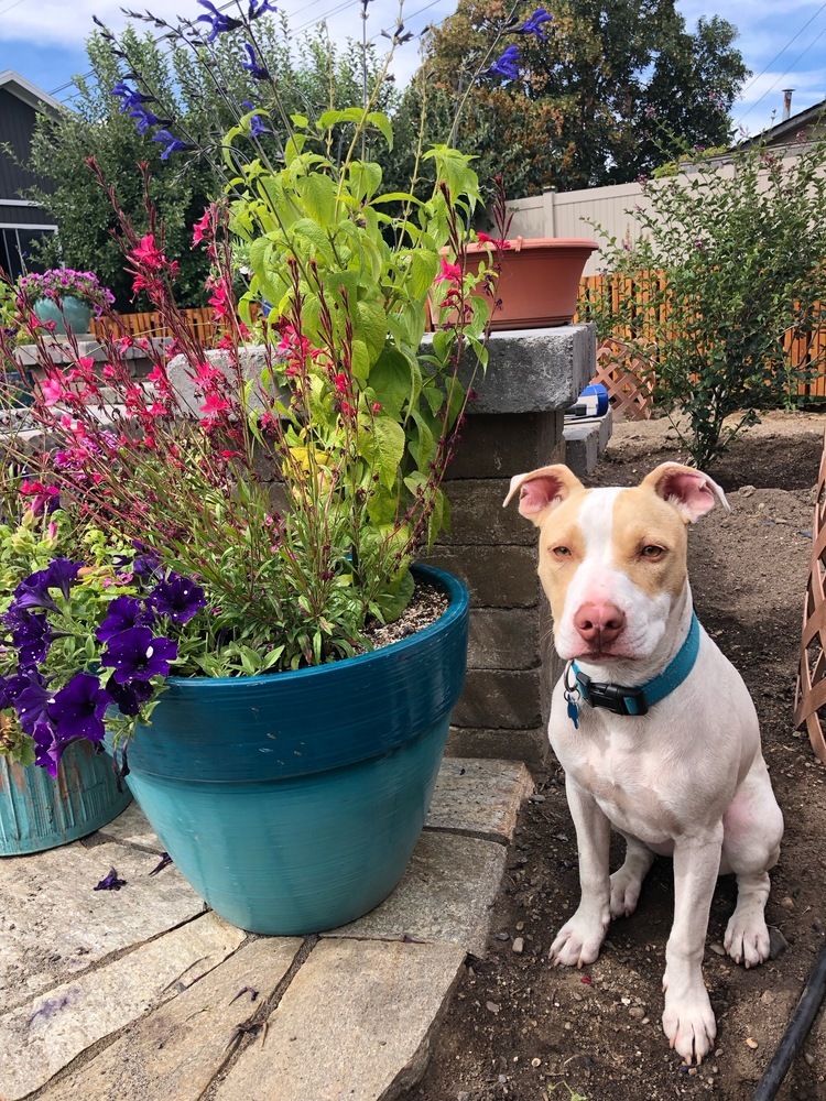 Roulette, an adoptable Pit Bull Terrier in Spokane, WA, 99207 | Photo Image 6