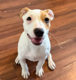 Roulette, an adoptable Pit Bull Terrier in Spokane, WA, 99207 | Photo Image 7