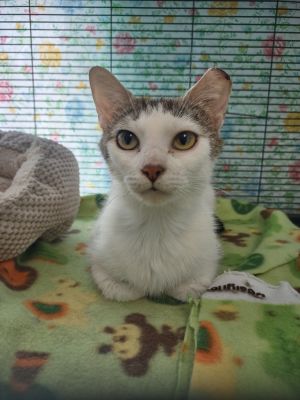 Jisoo (Jee-Soo), Adult Female unknown
