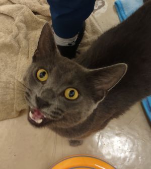 Cornbread, Adult Male unknown