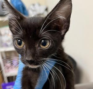 Katara Domestic Short Hair Cat