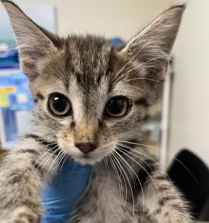 Azula Domestic Short Hair Cat