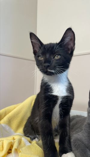 Palindrome Domestic Short Hair Cat