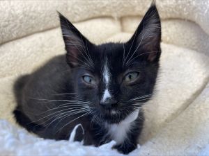 Anagram Domestic Short Hair Cat