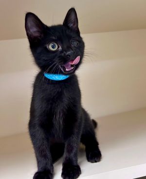 Peanut Domestic Short Hair Cat