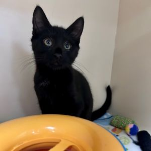 Jelly Domestic Short Hair Cat
