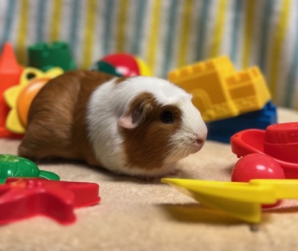 Ginger