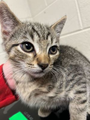 Tuff Domestic Short Hair Cat