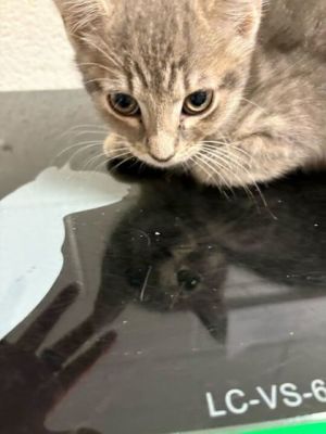 Tree Trunks Domestic Short Hair Cat