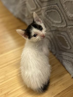 Harlequin Domestic Short Hair Cat