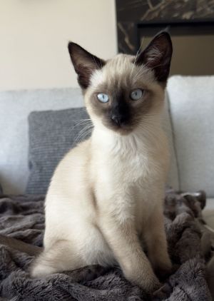 nyx, Baby Male unknown