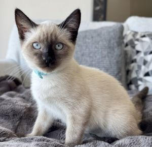 luna, Baby Female unknown