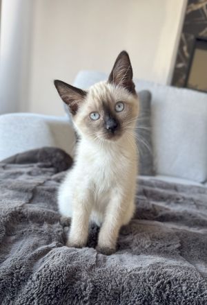 freya, Baby Female unknown