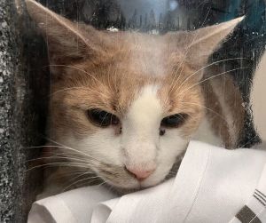 Libra Domestic Short Hair Cat