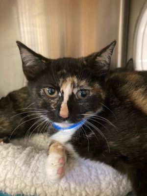 Primary Color Tortoiseshell Weight 325lbs Age 0yrs 3mths 0wks Animal has been Spayed