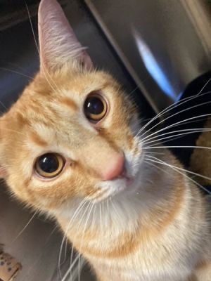 Tigger Domestic Short Hair Cat