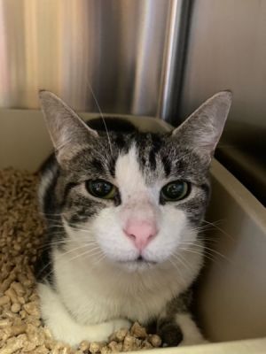 Sage Domestic Short Hair Cat