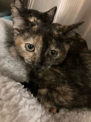 Savannah Domestic Short Hair Cat