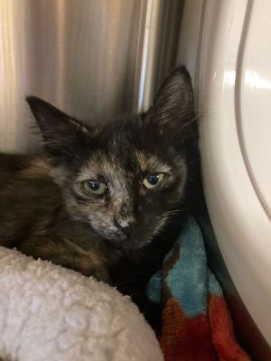 Sophi Domestic Short Hair Cat