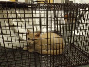 Vf 16 Calero Domestic Short Hair Cat