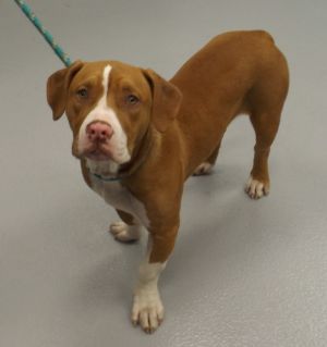 Pen 192 Cha Cha Pit Bull Terrier Dog