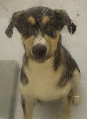 Primary Color Tri Color Weight 46lbs Age 0yrs 11mths 0wks
